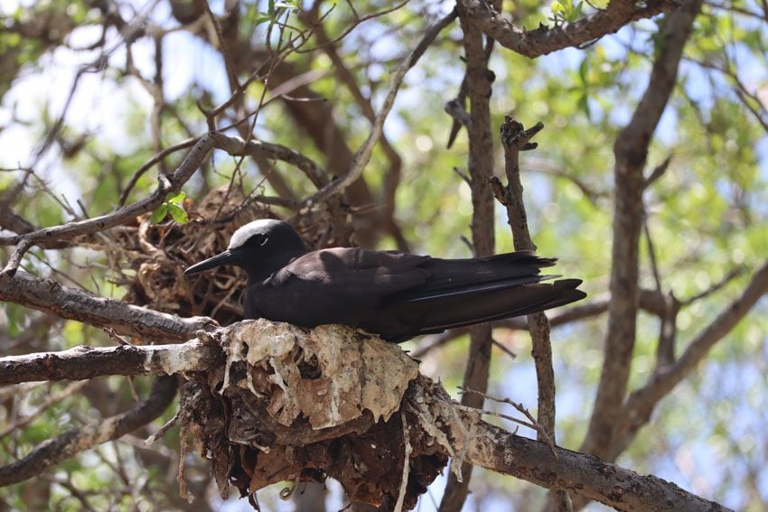 black noddy - bird island tikehau - french polynesia