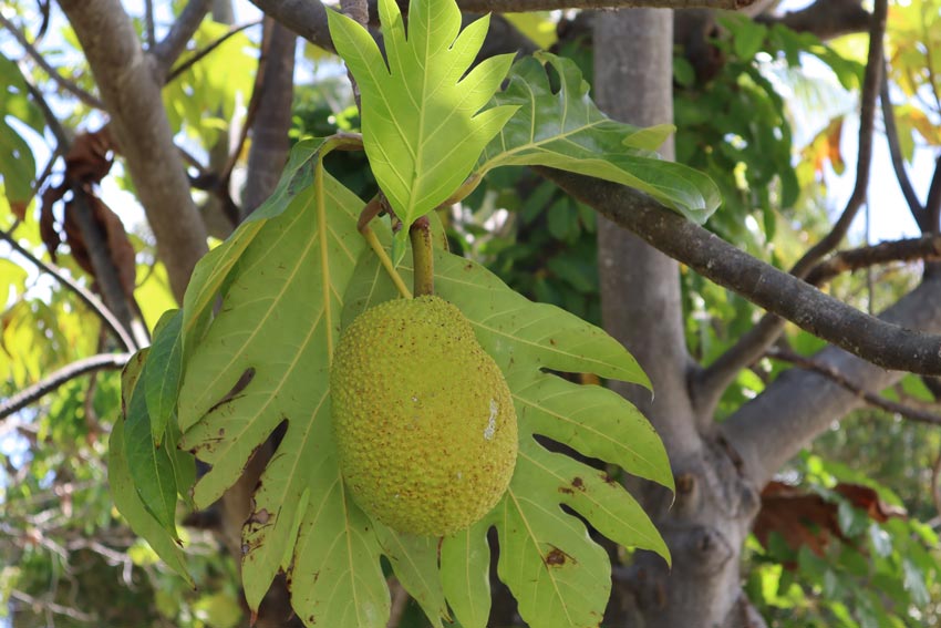 breadfruit - tikehau - french polynesia