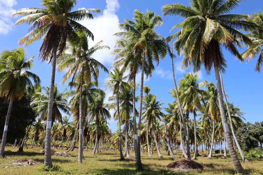 coconut grove - tikehau - french polynesia