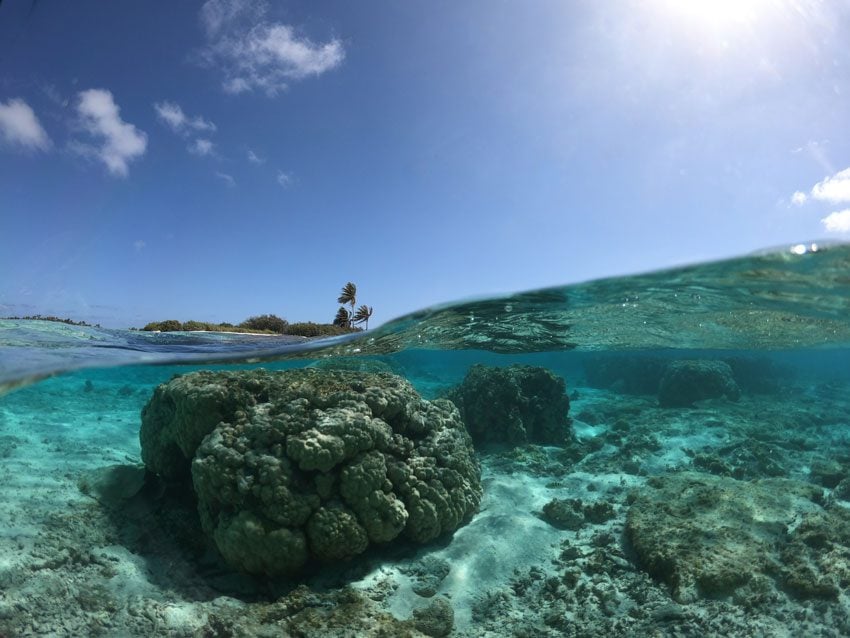 coral head - snorkeling in tikehau - french polynesia
