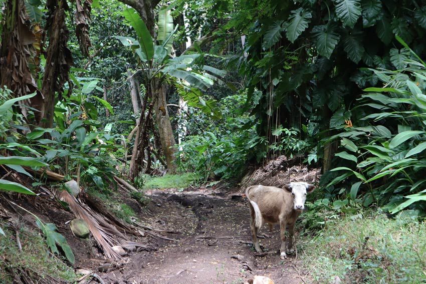 cow on smiling tiki trail - Hiva Oa - Marquesas Islands - French Polynesia