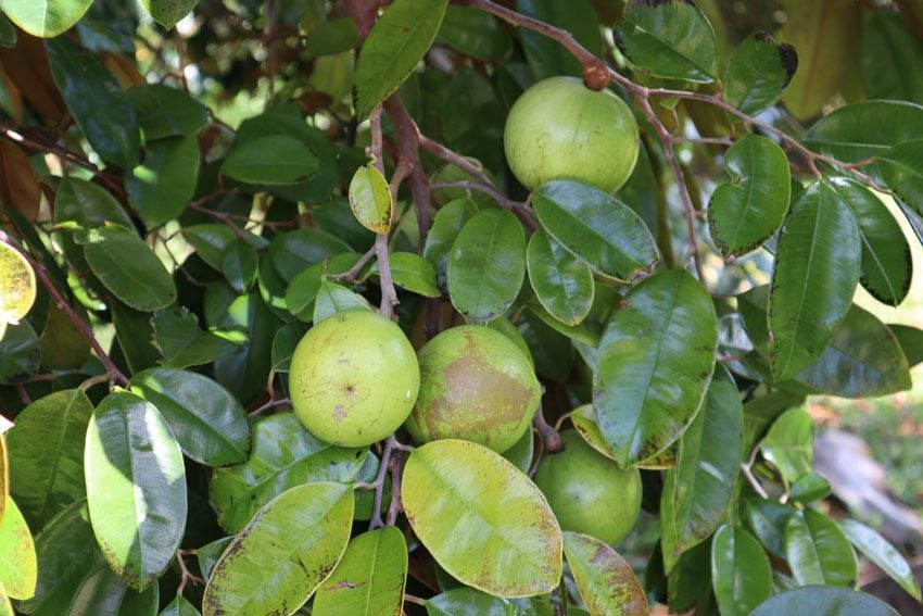 fruit tree in rurutu - austral islands - french polynesia