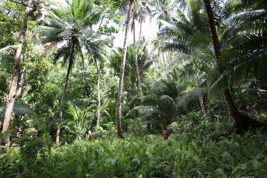 hike to waterfall in rainforest - Ua Pou - Marquesas Islands - French Polynesia