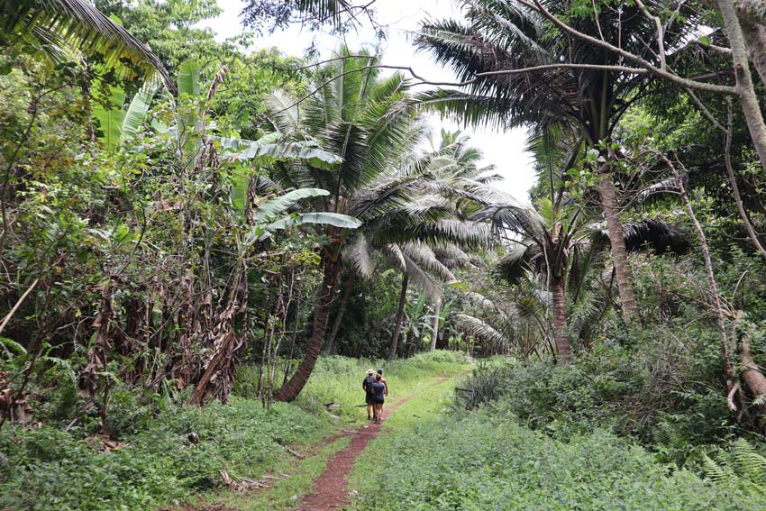hiking trail in rurutu - austral islands - french polynesia