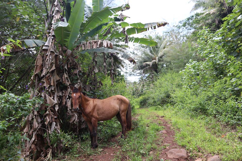 horse on trail - rurutu - austral islands - french polynesia