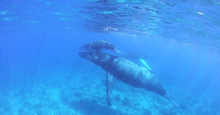 humpback whale and calf - Rurutu - Austral Islands - French Polynesia