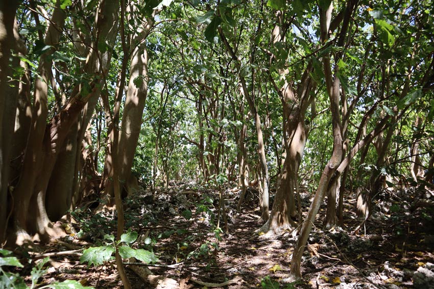 interior forest - bird island tikehau - french polynesia