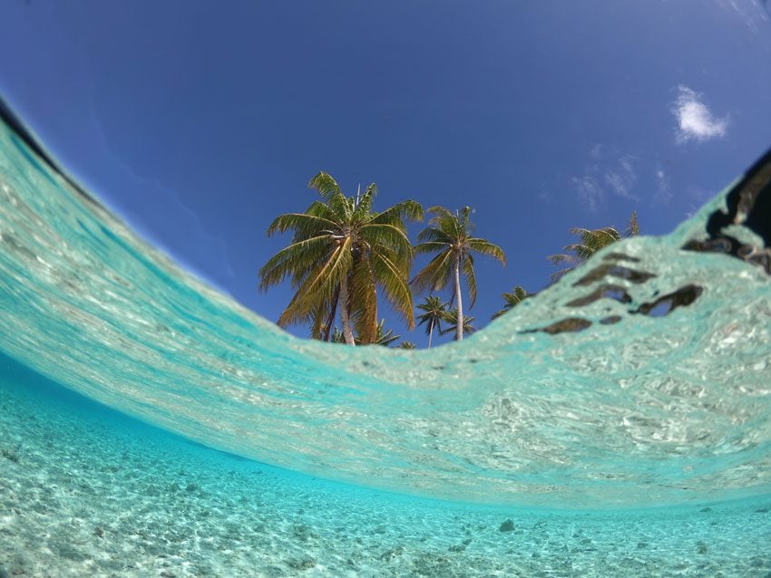 lagoon and palm tree - tikehau - frech polynesia