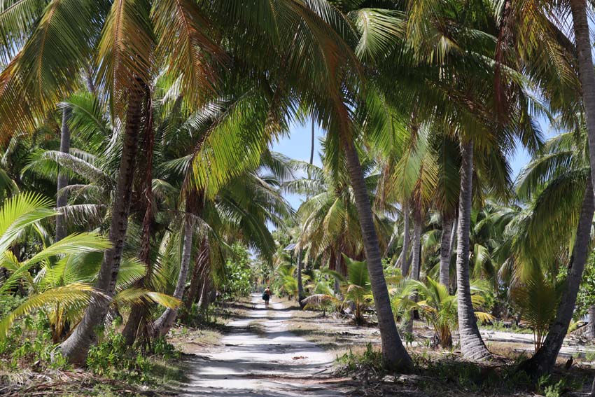 man walking in coconut grove - tikehau - french polynesia