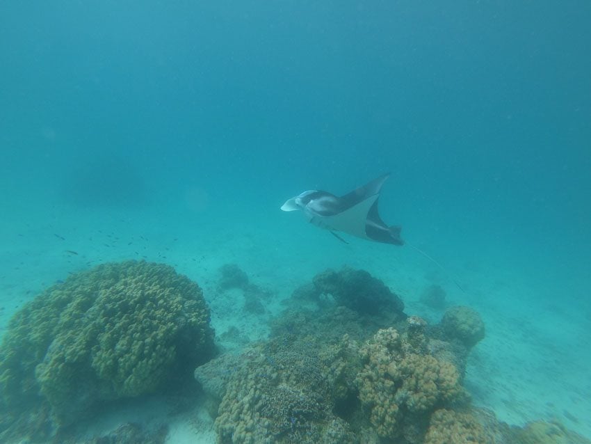 manta ray cleaning station - lagoon tour - tikehau - french polynesia