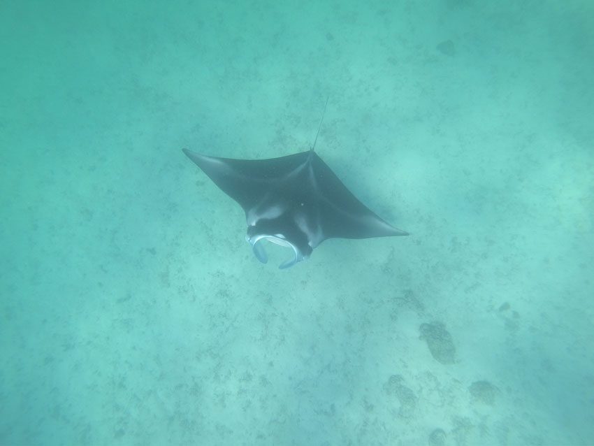 manta ray - lagoon tour - tikehau - french polynesia