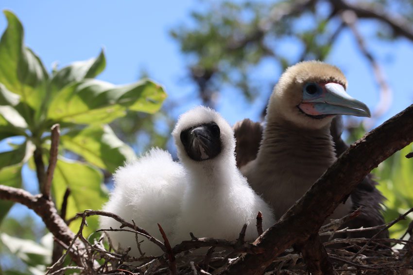 mother and baby - bird island tikehau - french polynesia