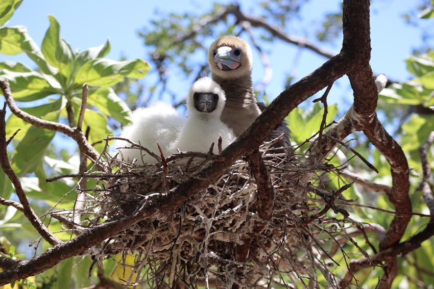 mother and baby in nest - bird island tikehau - french polynesia