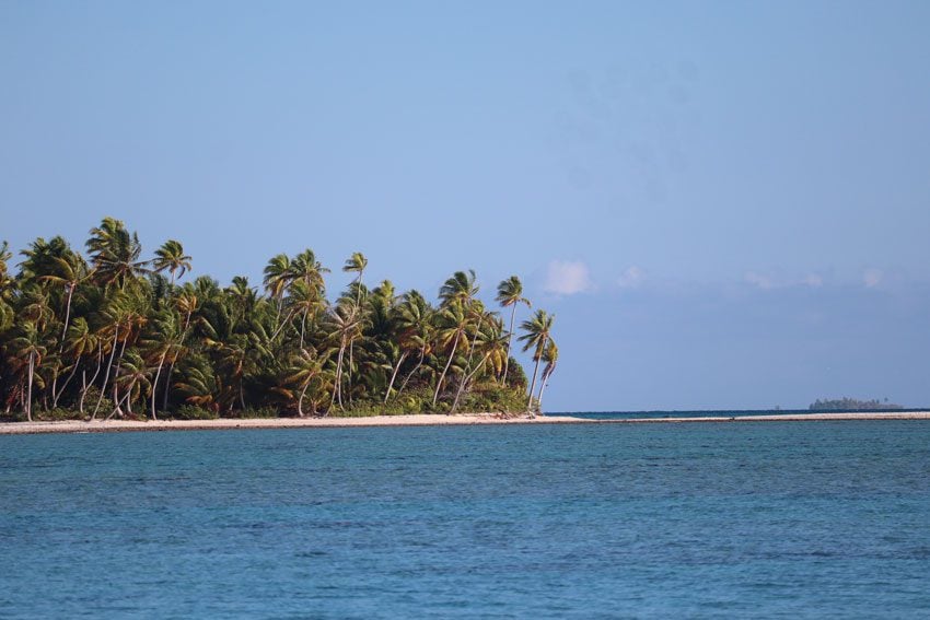 palm trees on motu - tikehau - french polynesia