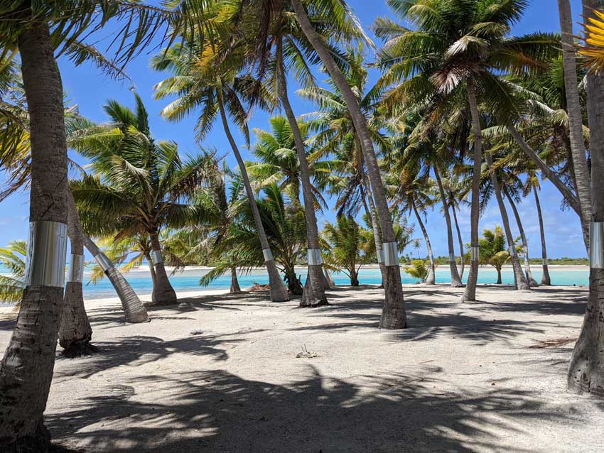 palm trees on private motu - pink sand beach - tikehau lagoon tour - french polynesia