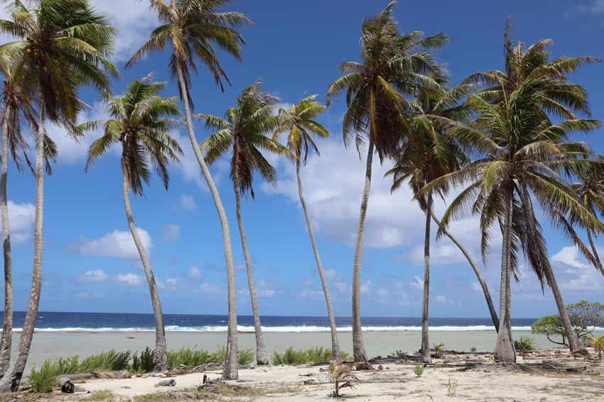 palm trees on wild beach - tikehau - french polynesia