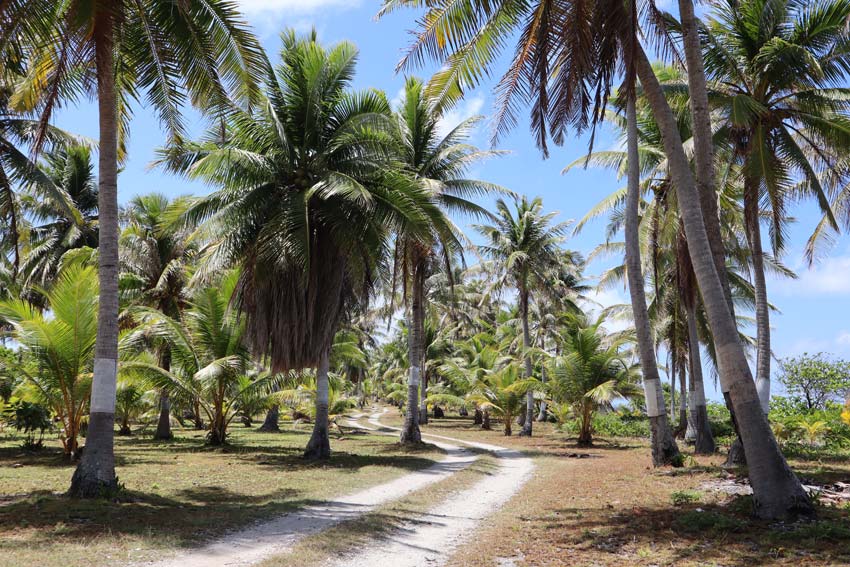 palm trees - tikehau - french polynesia