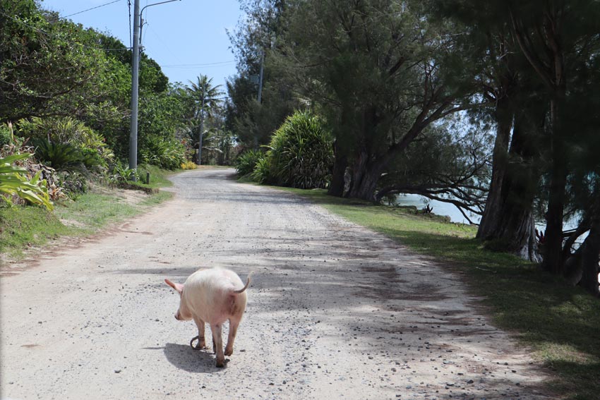 pig crossing road - raivavae - austral islands - french polynesia