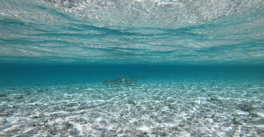 reef shark - tikehau lagoon tour - french polynesia