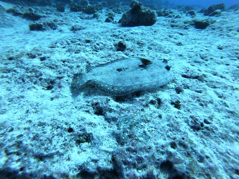 scuba diving tikehau atoll - french Polynesia - Flatfish