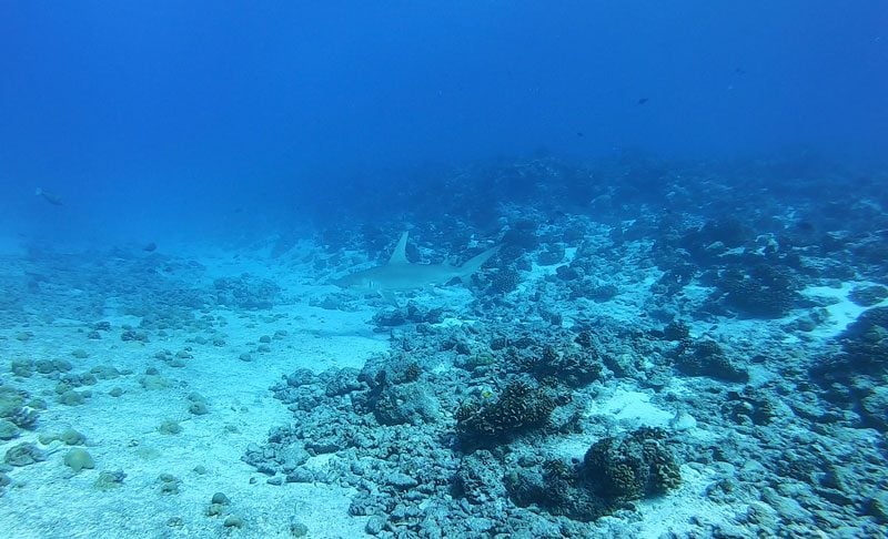 scuba diving tikehau atoll - french Polynesia - hammerhead shark