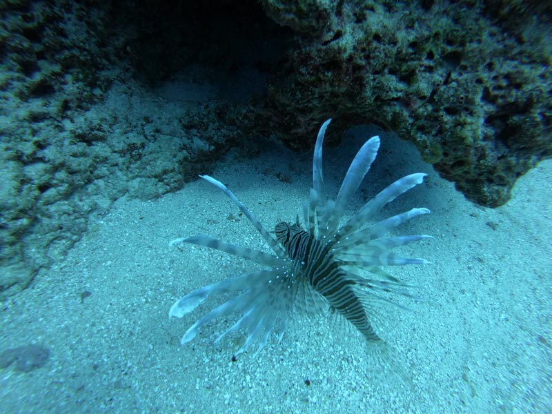 scuba diving tikehau atoll - french Polynesia - lionfish
