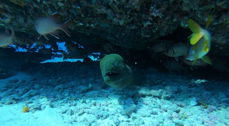 scuba diving tikehau atoll - french Polynesia - moray eel