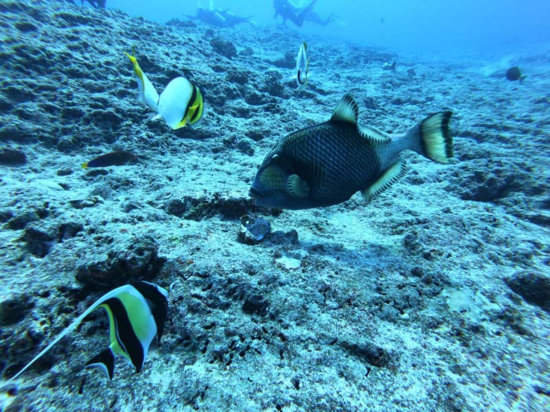scuba diving tikehau atoll - french Polynesia - napoleon fish