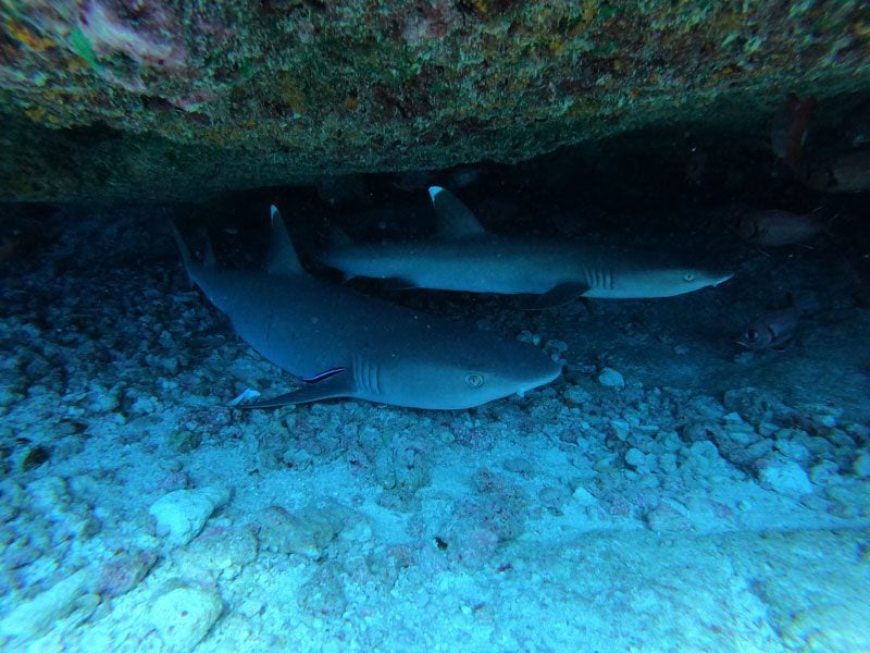 scuba diving tikehau atoll - french Polynesia - nurse sharks in cave