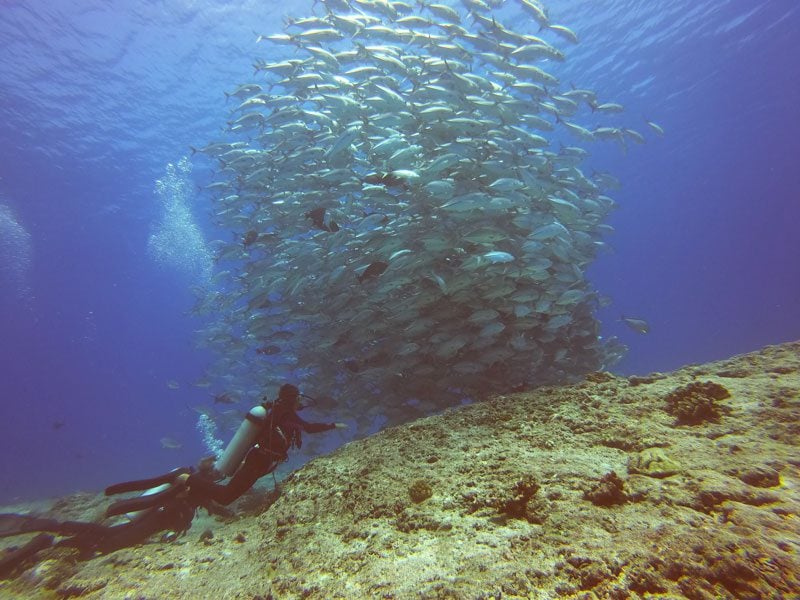 scuba diving tikehau atoll - french Polynesia - school of fish