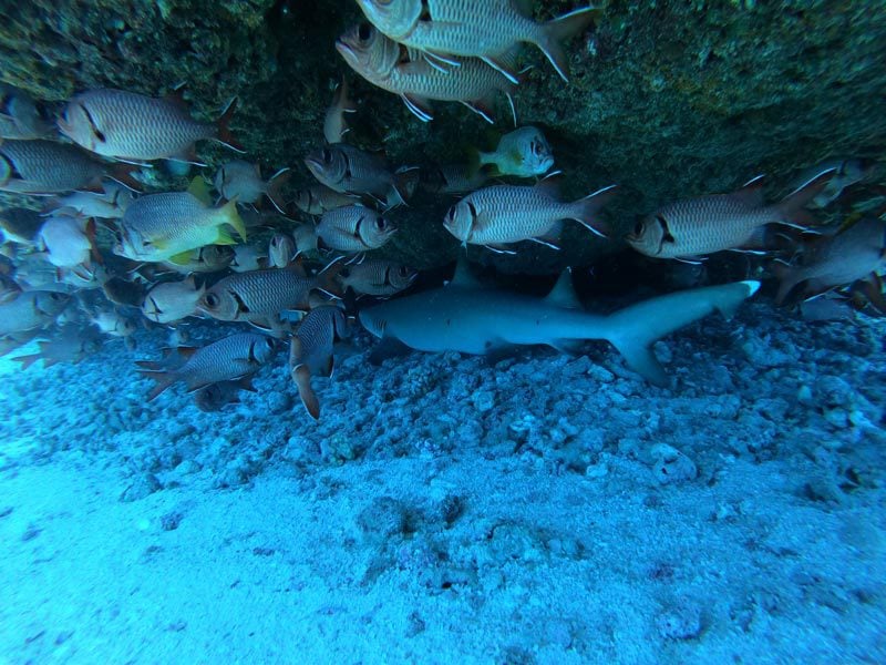 scuba diving tikehau atoll - french Polynesia - shark hiding in cave