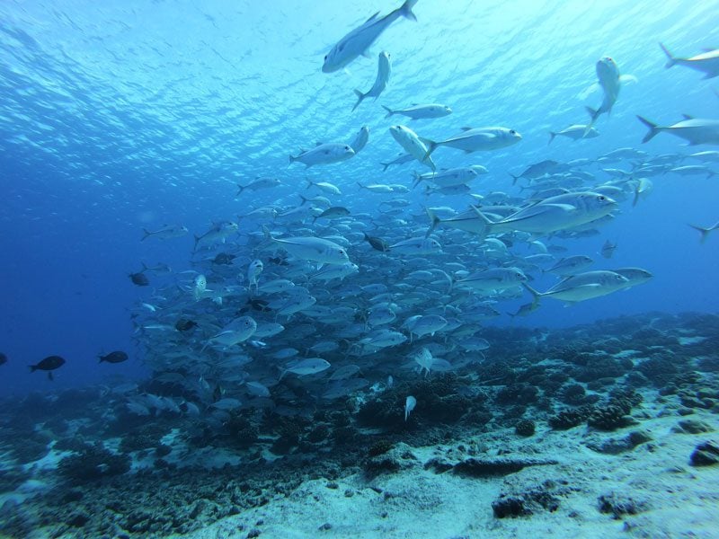 scuba diving tikehau atoll - french Polynesia - skipjacks