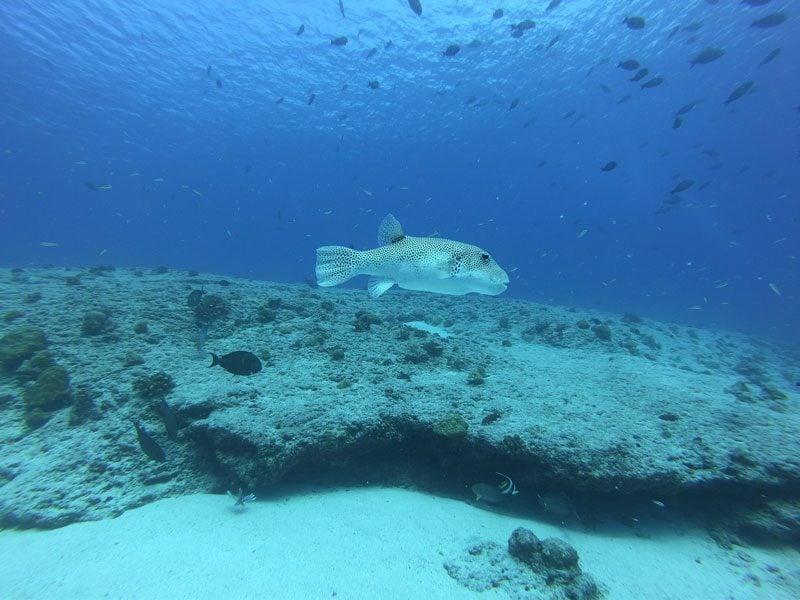 scuba diving tikehau atoll - french Polynesia - spotted fish