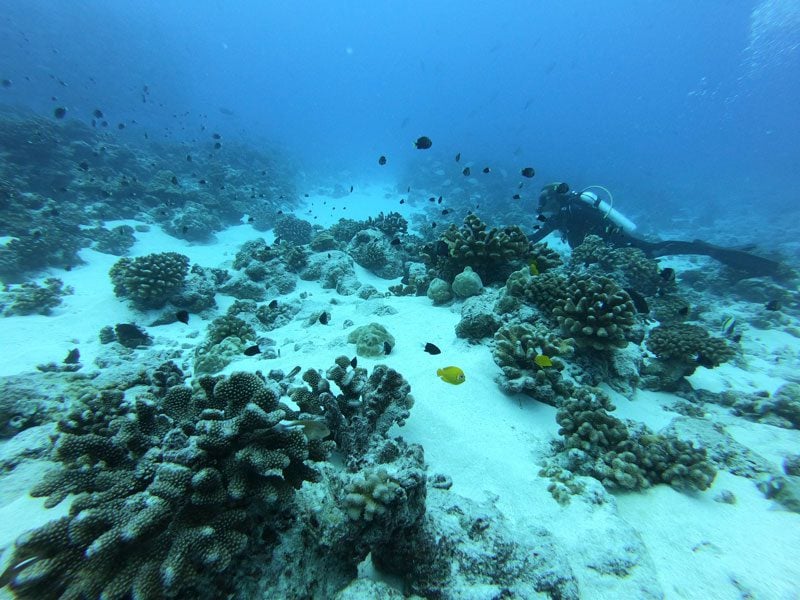 scuba diving tikehau atoll - french Polynesia