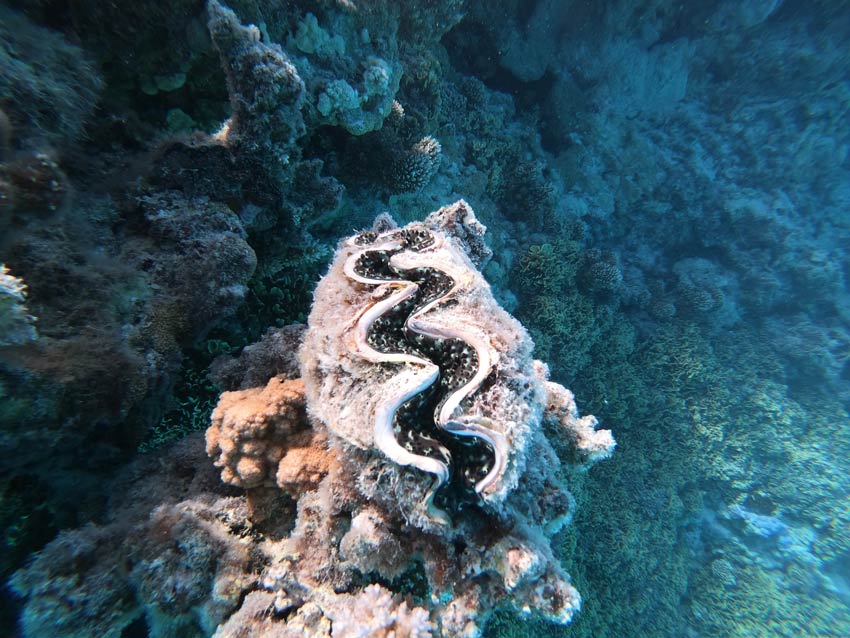 snorkeling in tubuai colorful clam - tubuai - austral islands - french polynesia