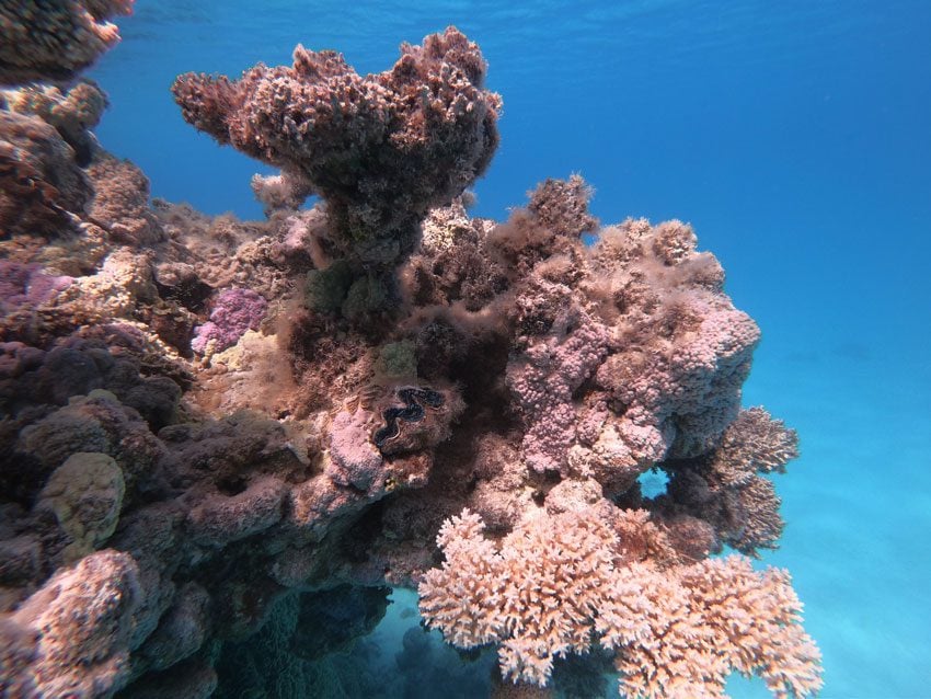 snorkeling - tubuai - austral islands - french polynesia