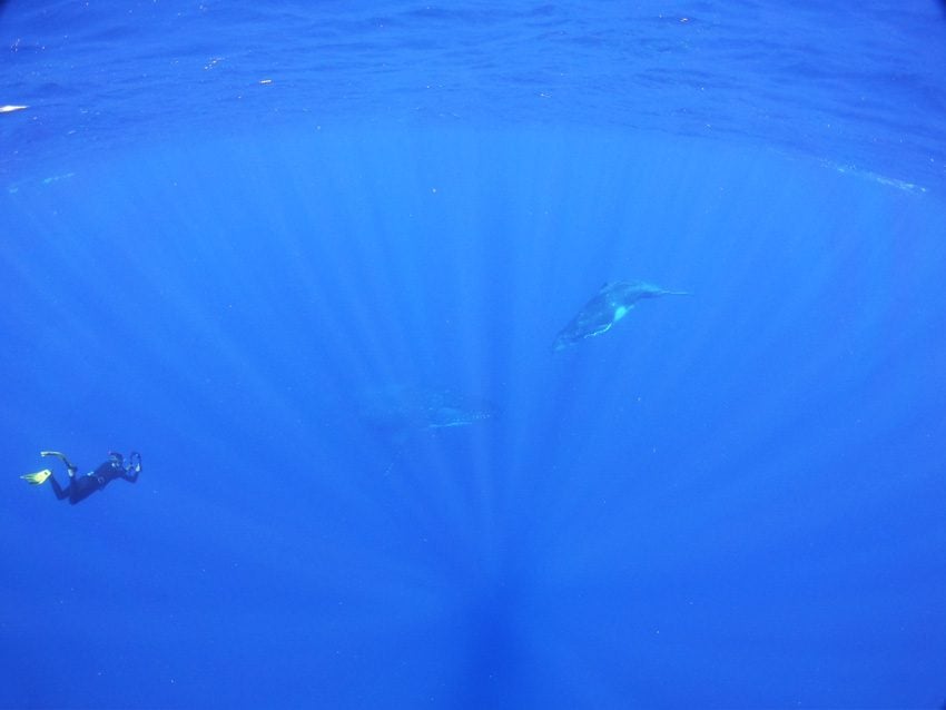 swimming with humpback whales - rurutu - austral islands - french polynesia 2