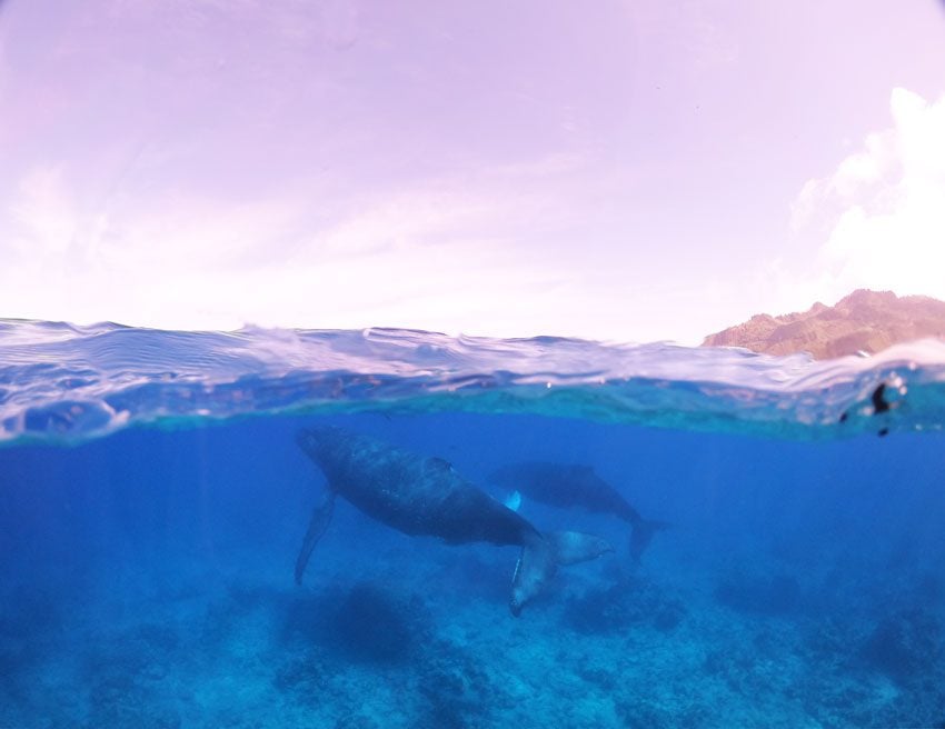 swimming with humpback whales - rurutu - austral islands - french polynesia 3