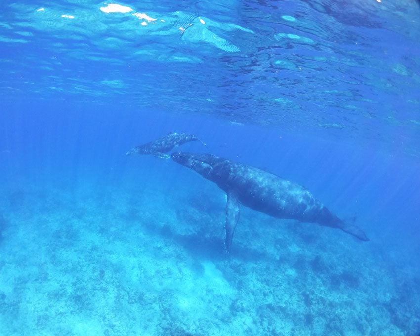 swimming with humpback whales - rurutu - austral islands - french polynesia 4