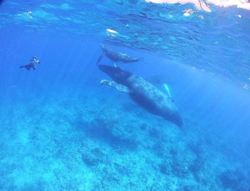 swimming with humpback whales - rurutu - austral islands - french polynesia 5