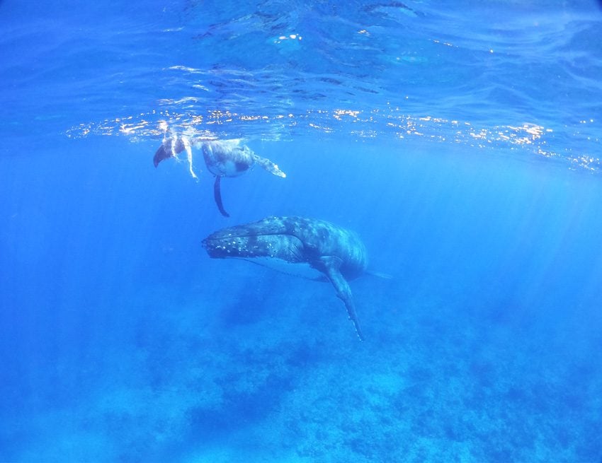 swimming with humpback whales - rurutu - austral islands - french polynesia 6