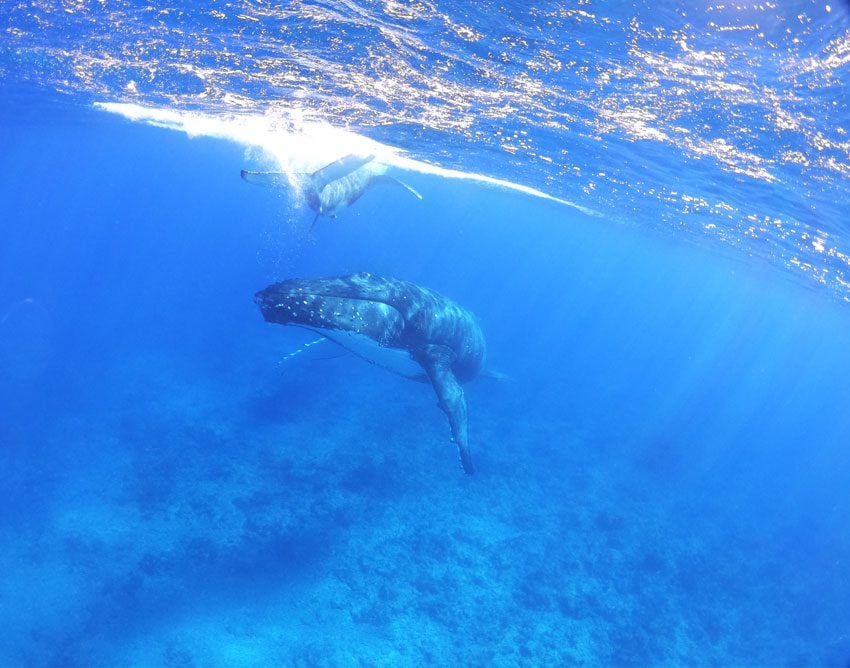 swimming with humpback whales - rurutu - austral islands - french polynesia 7