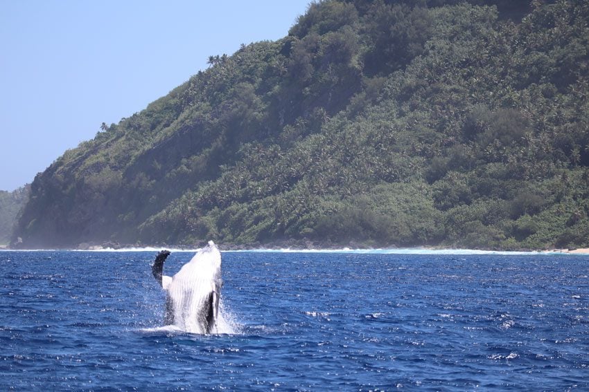 swimming with humpback whales - rurutu - austral islands - french polynesia - whale breaching 2