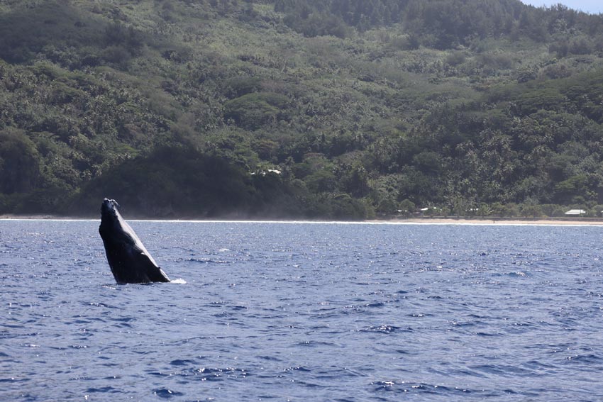 swimming with humpback whales - rurutu - austral islands - french polynesia - whale breaching 3