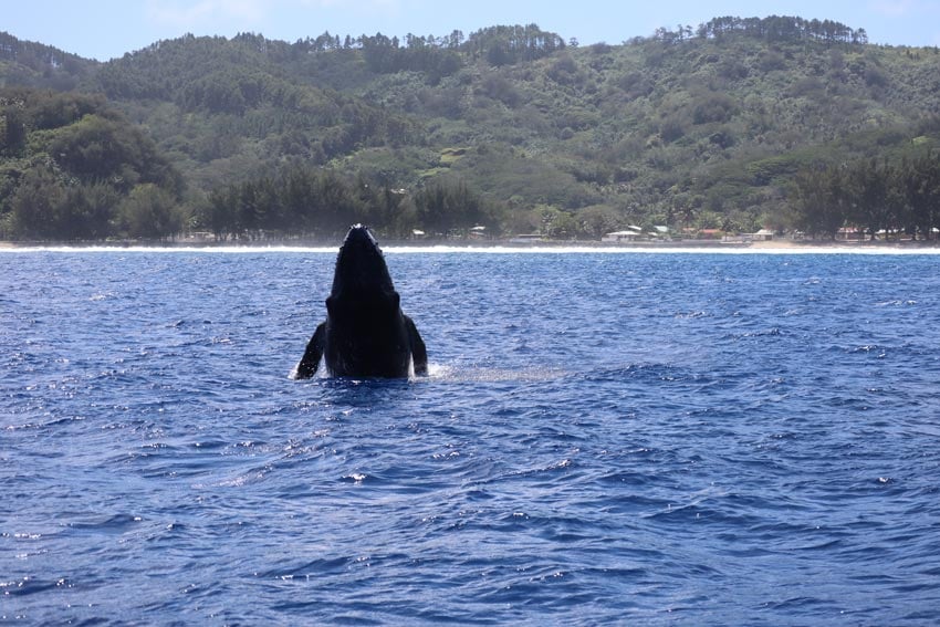 swimming with humpback whales - rurutu - austral islands - french polynesia - whale breaching 4