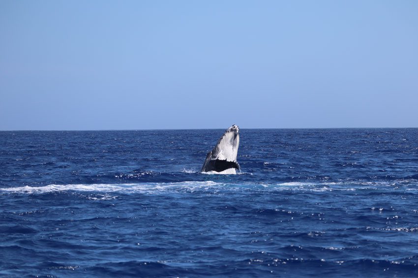 swimming with humpback whales - rurutu - austral islands - french polynesia - whale breaching