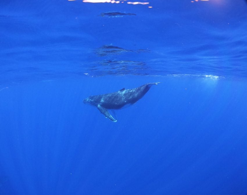 swimming with humpback whales - rurutu - austral islands - french polynesia