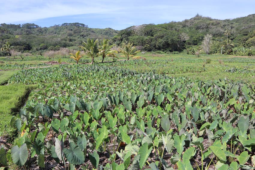 taro fields in - rurutu - austral islands - french polynesia