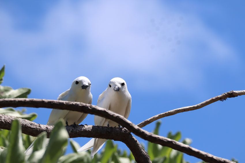 two birds romantic - bird island tikehau - french polynesia