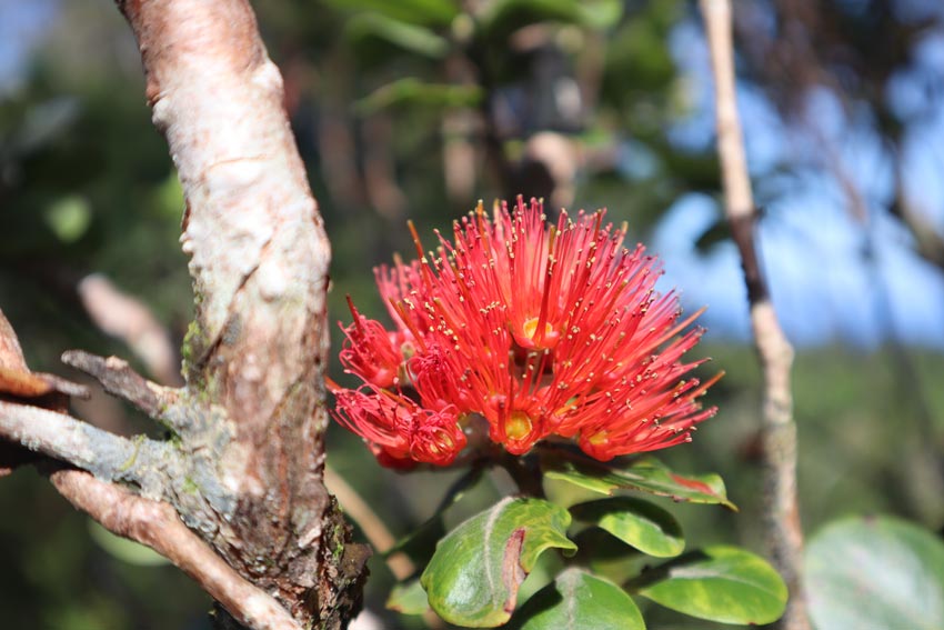 wild flower on hiking trail - rurutu - austral islands - french polynesia